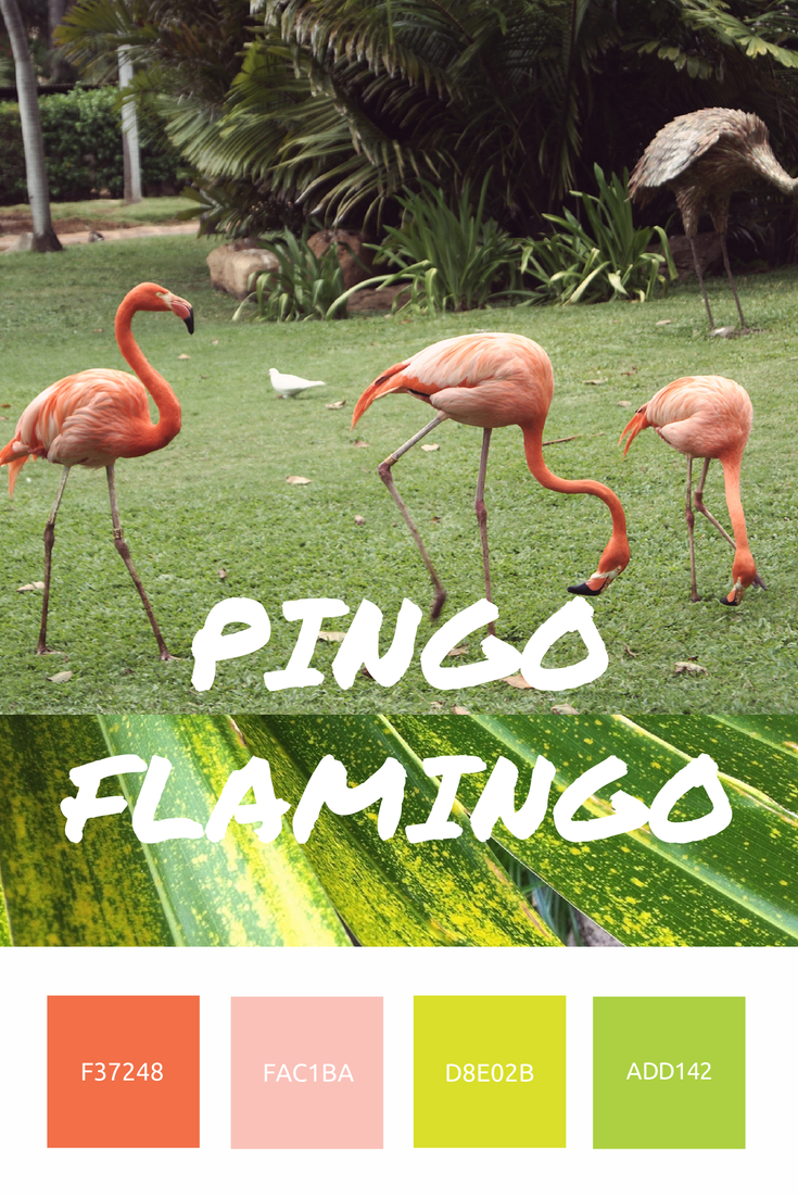 BIXA - Pingo Flamingo