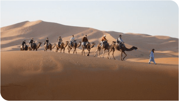 camels
